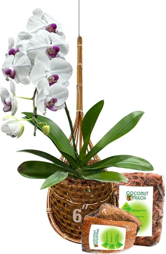 Vista 9 de cesta colgante de orquídea hecha a mano 100% de bambú tailandés – 4 pulgadas, juego de 3