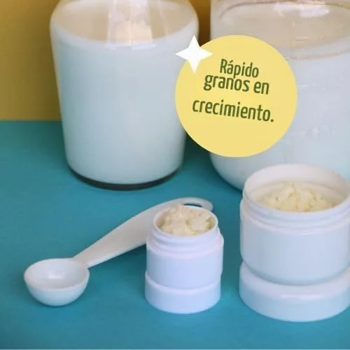 Vista 5 de Granos de kéfir de leche para hacer bebidas probióticas de kéfir