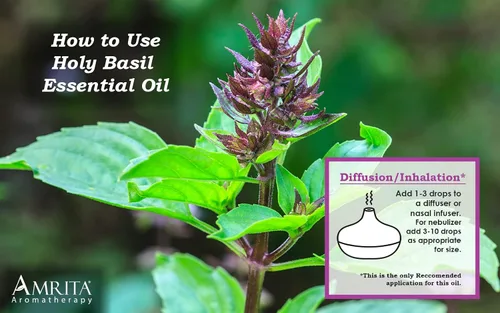 Vista 3 de Amrita Aromatherapy: Aceite esencial orgánico de albahaca sagrada (Tulsi); Ocimum Sanctum 100% puro y sin diluir; aceite de aromaterapia de alta