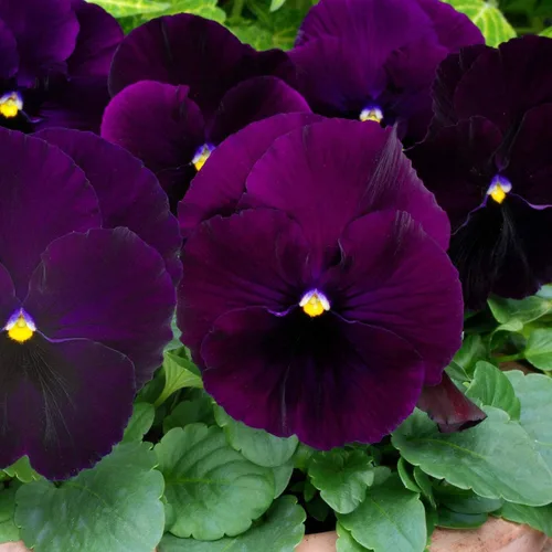 Vista 7 de Outsidepride Purple Bergwacht - Semillas de pensamiento de viola para plantar, 1,000 piezas. Flores resistentes al frío y aptas para polinizadores
