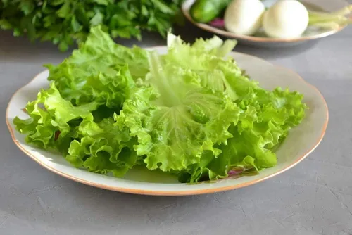 Vista 5 de Semillas de interior lechuga verde herencia vegetal para plantar semillas sin OMG 1000