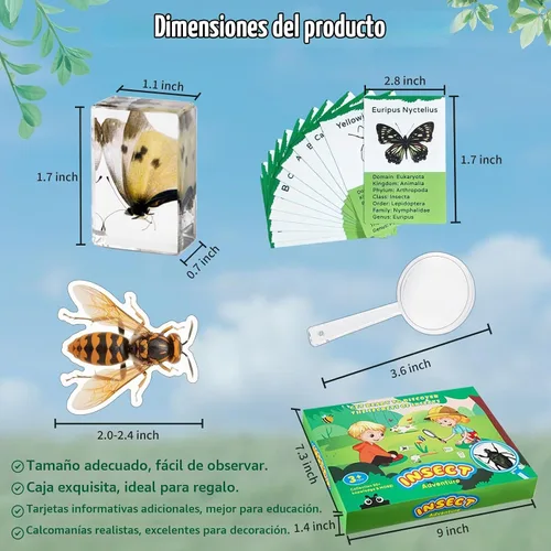 Vista 3 de Specimen de Insecto en Resina, Colección Educativa Científica de 12 Piezas, Exhibición para Aula de Ciencias en Preescolar, Specimens Reales