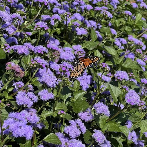 Vista 2 de 100 semillas Ageratum Blue Mistflower