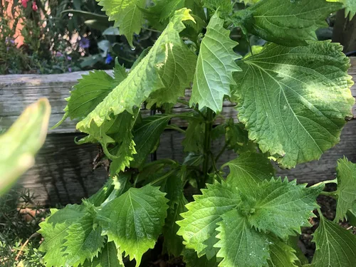 Vista 4 de 2 paquetes de Perilla Zi Su Green Shiso - 50 semillas por paquete