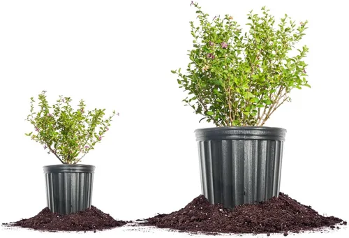 Vista 7 de Perfect Plants Goji Berry Bush en maceta de cultivo de 1 galón Delicioso Wolfberry para plantar al aire libre Frutas frescas empaquetadas