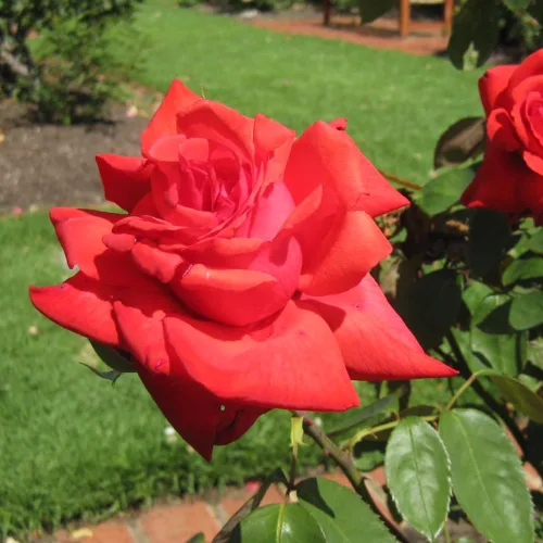 Vista 3 de Rose Bush - Planta viva, fragante té híbrido, planta de rosas bien enraizadas, 5-10 pulgadas de alto para plantar en interiores y exteriores