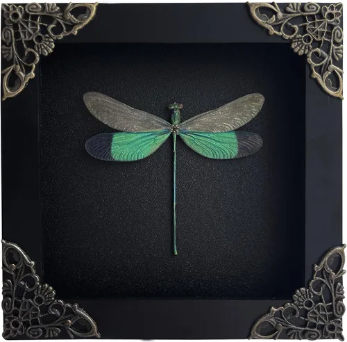 Vista 27 de 2 Real Dragonfly Specimens Shadow Box Framed Insect Display Oddities Curiosities Entomology Collection Natural History Wall Decor Gift for Nature