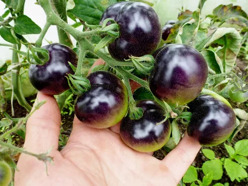 Vista 2 de Semillas de tomate cereza rosa índigo/tipo indeterminado/sin OGM/reliquia