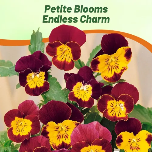 Vista 4 de Outsidepride Bambini Mix Viola - Semillas de pensamiento para plantar, 1000 piezas. Flores perennes, resistentes al frío y aptas para polinizadores