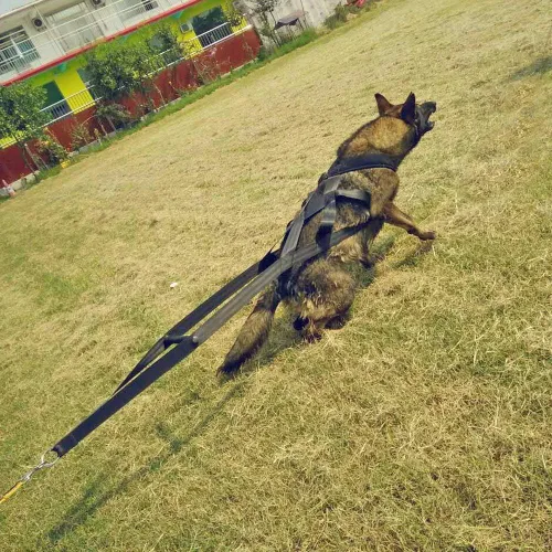 Vista 7 de PET ARTIST Arnés de trineo para perros grandes de trabajo, arneses de trineo para perros para entrenamiento de comportamientos, tirar