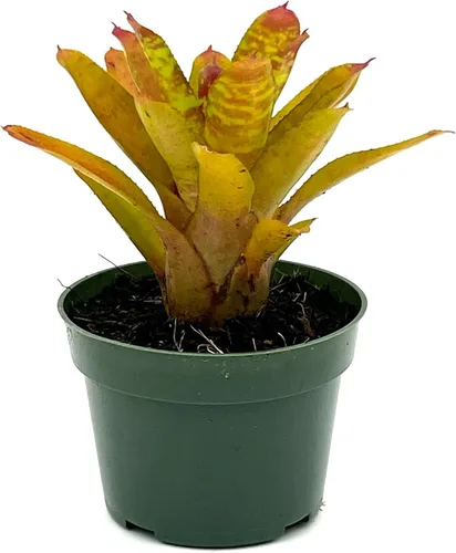 Vista 6 de ragnaroc Plantas vivas – Bromelia Billbergia Casa Blanca de raíz desnuda, gigante 20-30 cm - 1 unidad - Llegada viva garantizada - Plantas