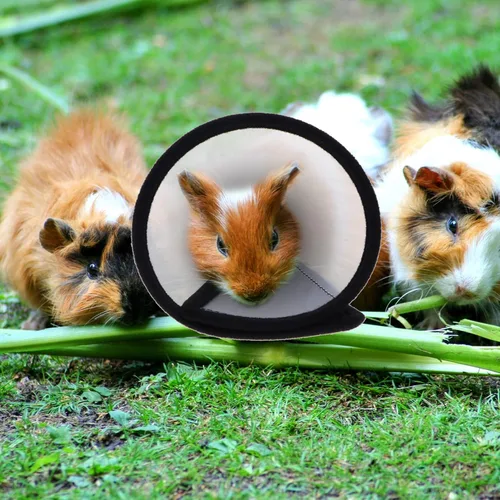 Vista 3 de balacoo Collar de recuperación de hámster pequeño para mascotas, suave, mini círculo Elizabeth, cono de cuello ajustable para animales pequeños