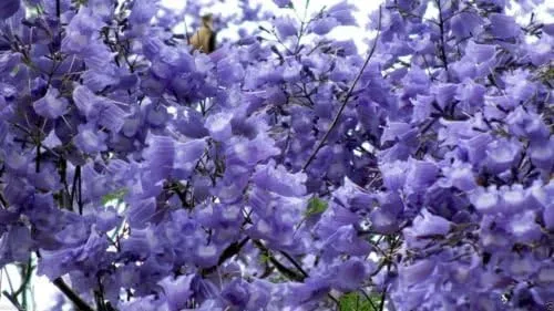 Vista 4 de Semillas de árbol de Jacaranda, Jacaranda Mimosifolia, magníficas flores azul lavanda