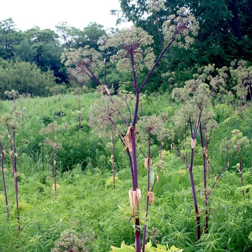Vista 2 de Angélica morada gigante (Angelica atropurpurea) - Paquete de 10 Semillas