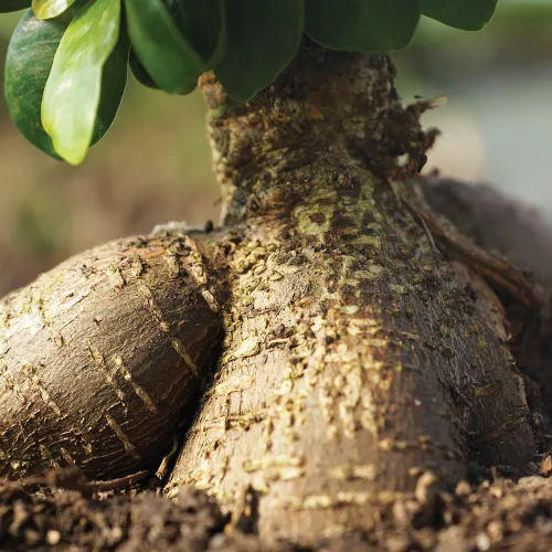 Vista 2 de Brussel's Bonsai Live Ginseng - Árbol bonsái de ficus injertado para interiores, pequeño, 4 años, de 6 a 8 pulgadas, árbol bonsái vivo en maceta