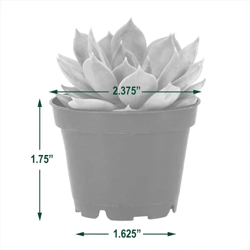 Vista 5 de Arcadia Garden Products Mini suculentas variadas en vivo en maceta de cultivo de 2 pulgadas, paquete de 12, verde (LV66). No se puede enviar a