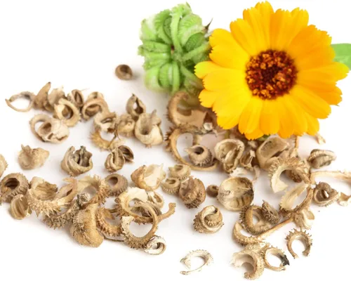 Vista 7 de Seed Needs semillas de Caléndula Pacific Beauty Mix más de 5,000 semillas Calendula Officinalis no modificadas genéticas anuales grandes flores