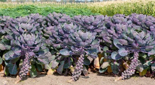 Vista 5 de Más de 100 semillas de coles de Bruselas Rosella Col - Vegetal Púrpura
