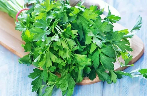 Vista 3 de Semillas de hoja plana Perejil Italiano Interior Heirloom Vegetal para plantar Semillas sin OMG 2000