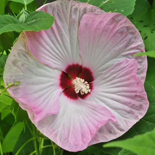 Vista 2 de CHUXAY GARDEN Mezcla Luna Hibiscus-Moscheutos Resistente Rojo Rosa Blanco Dulce Cena Planta Hibiscus 25 Semillas Flor Perenne Heirloom Al Por Mayor
