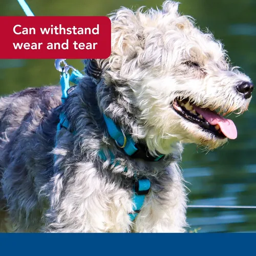 Vista 4 de Coastal Pet - New Earth Soy - Collar ajustable para perro, arándano, 3/4" x 12"-18
