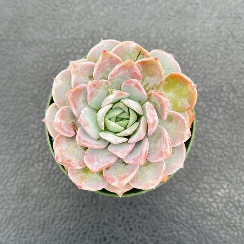 Vista 12 de Plantas suculentas vivas (Cotyledon Orbiculata cv. Long Leaf Variegated), suculentas en maceta de fácil cuidado, aproximadamente 4" de diámetro x 4