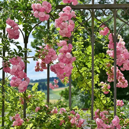 Vista 6 de Más de 150 semillas de rosas trepadoras rosas para plantar al aire libre, semillas de vid ornamentales, increíbles flores trepadoras, crecimiento