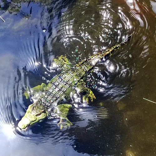 Vista 4 de Tipmant Realista RC Cocodrilo Control Remoto Pescado Barco Eléctrico Animal Agua Juguete para Piscina Lago Niños Cumpleaños (Verde)