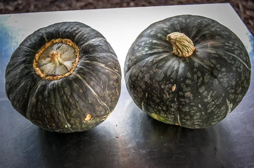 Vista 3 de Plant Good Seed Semillas orgánicas de calabaza de invierno Burgess Buttercup - Paquete de 30, semillas tradicionales para plantar verduras