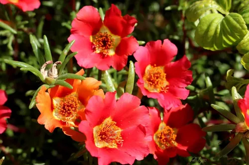 Vista 4 de Purslane - Mezcla de semillas de flores grandes, Portulaca Grandiflora, semillas suculentas de musgo rosa para plantar más de 1000 semillas
