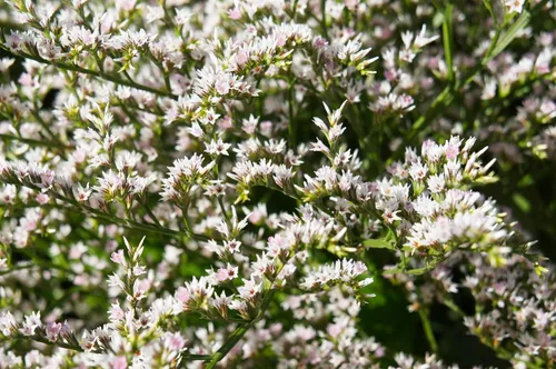 Vista 6 de 30 semillas de flores alemanas Statice White Sea Lavender Goniolimon Tataricum Limonium