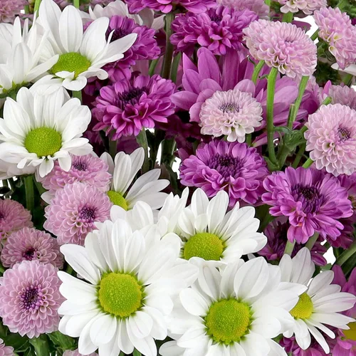 Vista 4 de Benchmark Bouquets - Margaritas moradas - Flores frescas para el parto - Flores del Día de la Madre para mamá - Regalos del día de la madre