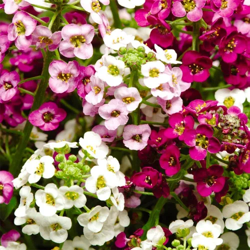 Vista 2 de Semillas Multicolor Alyssum Seed Mix 800+ Semillas para Jadear Anual de Bajo Crecimiento Flor de Suelo Cubierta del Suelo Flor