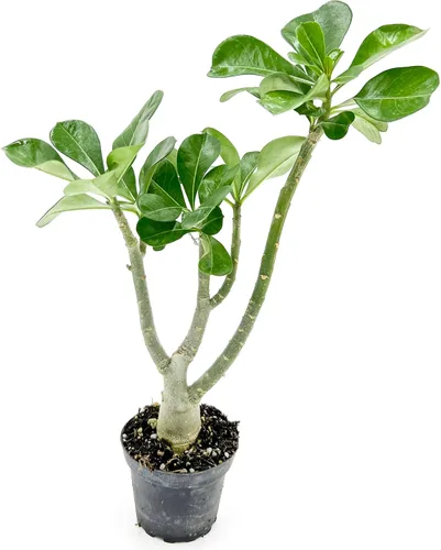 Vista 3 de ragnaroc Suculentas vivas – Rosa del desierto Adenium Obesum 15-25 cm de altura en maceta de 10 cm - 1 unidad - El color al florecer puede ser rosa