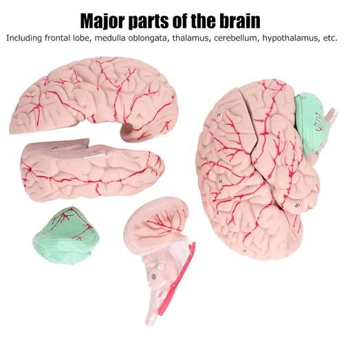 Vista 3 de Modelo anatómico del cerebro humano, 4D, 2 piezas, material de PVC duradero desmontable, anatomía, modelo cerebral, recursos de aprendizaje