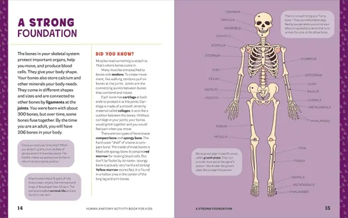 Vista 5 de Human Anatomy Activity Book for Kids Hands-on Learning for Grades 4-6