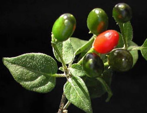 Vista 2 de Chile Pequin Peppers - Pequeños chiles rojos brillantes - Empacan un ponche (10 - Semillas)