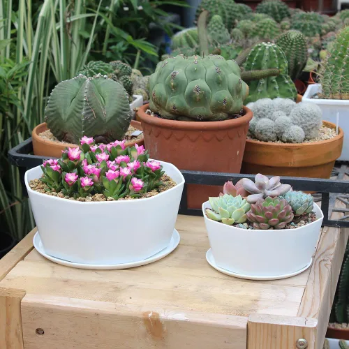 Vista 3 de Paquete de 8 macetas de plástico poco profundas de 8.00 pulgadas y 5.90 pulgadas, maceta octágono con bandeja para suculentas, cactus