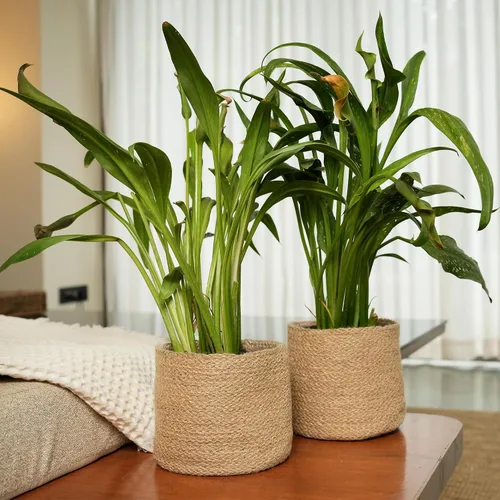 Vista 6 de Cesta de maceta de yute - Cubiertas de cuerda de yute tejidas para decorar suculentas de interior/exterior, macetas pequeñas - Juego de 2