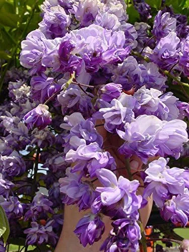 Vista 6 de Black Dragon Wisteria Vine - Vid fragante de doble floración 2 años