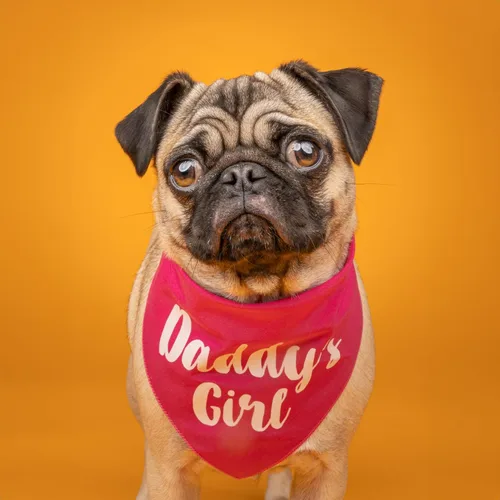 Vista 2 de Daddy's Girl - Bandana para perro para el día del padre (negro, XS 5)