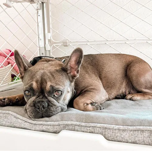 Vista 4 de Diggs Snooz - Cama para perros de espuma viscoelástica, almohadilla para jaula de perro de tamaño ideal, cama ortopédica de alta calidad para jaula