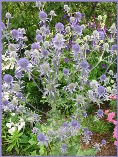 Vista 6 de 25 semillas de flores Blue Star SEA Holly Eryngium