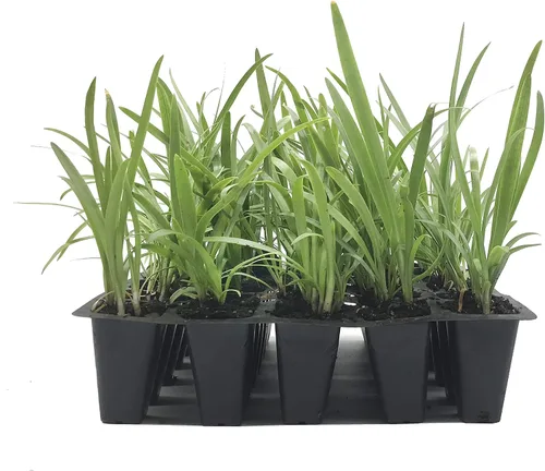 Vista 2 de Agapanthus Getty White - 3 plantas vivas - Hierba de cobertura vegetal floreciente