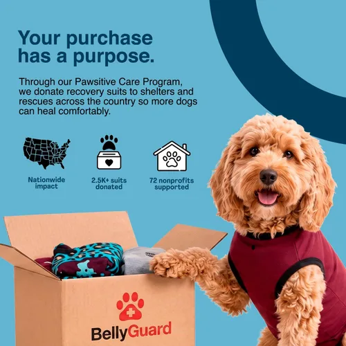 Vista 6 de Traje de Recuperación Quirúrgica BellyGuard para Perros, Mameluco para Perros para Cuidado Post-Operatorio, Ropa de Recuperación para Perros Hembra