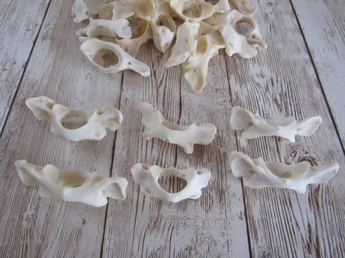 Vista 3 de Biker Bettys 5 Mapache Vertebra Atlas Mariposa Hueso Taxidermia Artesanía Dientes Huesos Animales Coyote