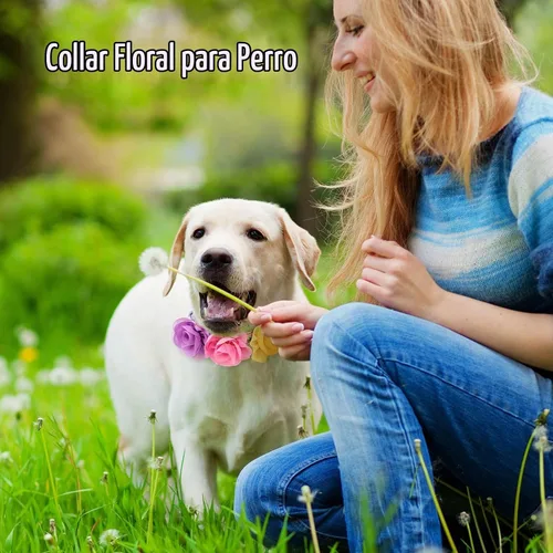 Vista 6 de Paquete de 4 collares de flores para perros pequeños y hembras