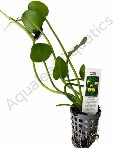 Vista 2 de Golden Water Poppies (Hydrocleys Nymphoides) - Plantas vivas fáciles para estanques