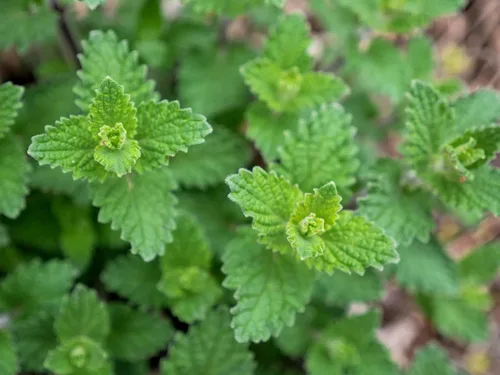 Vista 5 de 50 semillas de flores de hierba herbácea azul Nepeta Mussinii