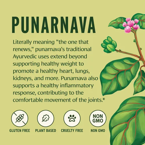 Vista 4 de Banyan Botanicals Punarnava Polvo – Punarnava Orgánica (Boerhavia Diffusa) – Apoyo tradicional para un control de peso saludable* – ½ libra – Vegano